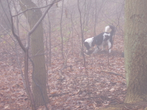 foto's-michka-in de mist