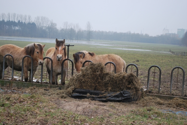 2011-02-01 Jan Med Turnhout (126)