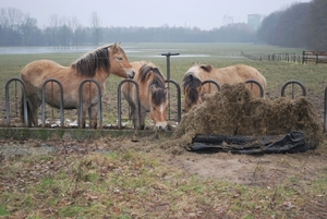 2011-02-01 Jan Med Turnhout (127)