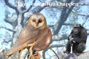 EVEN EEN UILTJE KNAPPEN