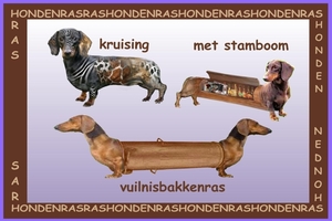 HONDEN VUILNISBAKKENRAS-MET STAMBOOM-KRUISING