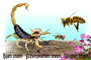 BIJENSTEEK-SCHORPIOENENSTEEK-WESPENSTEEK