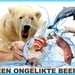 EEN ONGELIKTE BEER