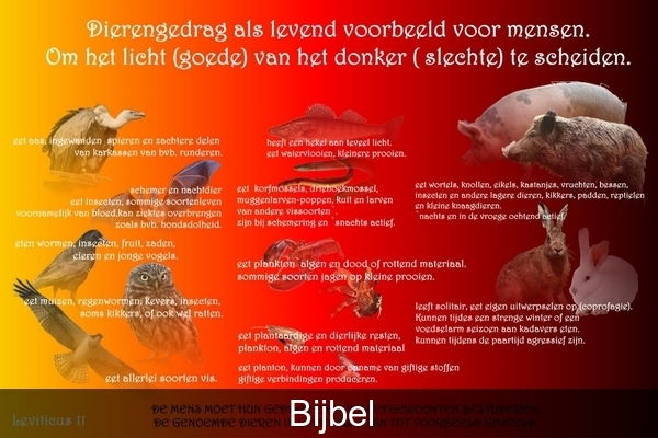 GELOOF : DE SCHEPPING : BIJBEL : RELIGIE
