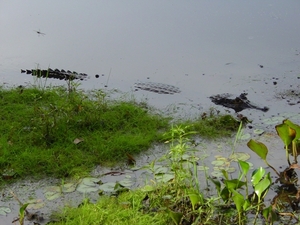 269  kaaiman kwekerij, Pantanal