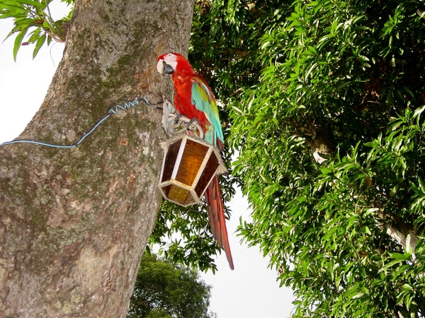 277  Pantanal