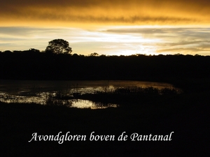 288  Avondwandeling , Pantanal
