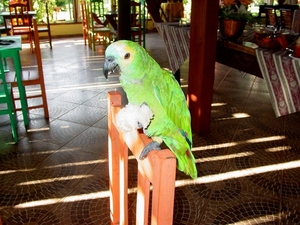 297  Papegaai, Pantanal