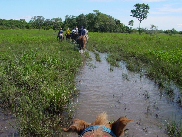 407  B  Paardentocht, Pantanal