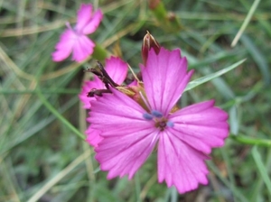 20100724 Saas 054 Kapellenweg