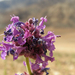 RAFELIGE BLOEMEN IN HET KURKDROGE LANDSCHAP