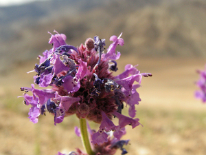 RAFELIGE BLOEMEN IN HET KURKDROGE LANDSCHAP