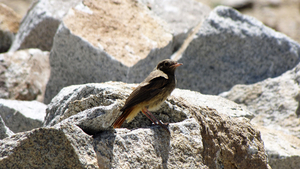 VOGELTJE TUSSEN DE STENEN