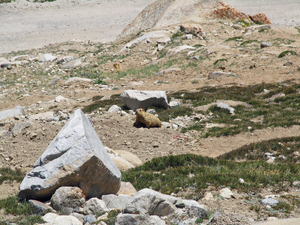 OOK DE MARMOTTEN HEBBEN HIER HUN LEEFGEBIED