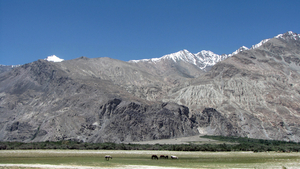 GRAZENDE PAARDEN EN OP DE ACHTERGROND DE LADAKH RANGE