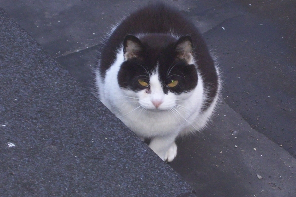 Beervelde Juni 2008 en POES 005