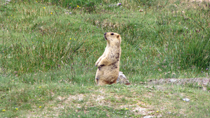 EEN GEALARMEERDE MARMOT