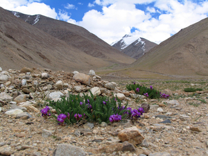 IN DIT DORRE LANDSCHAP TOCH NOG WAT BLOEMEN