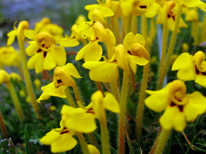 HET LIJKEN KNIKKENDE BLOEMKNOPJES