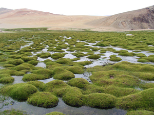 PRACHTIG BEELD OP EEN GRASLAND VOL WATER