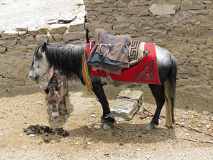 PAARD EN EZELTJE