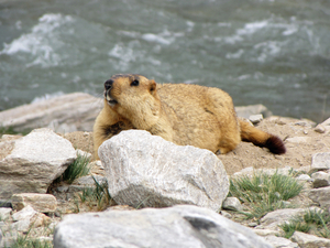 NIEUWSGIERIGE MARMOT