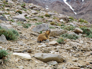 ALERTE MARMOT TUSSEN DE ROTSBLOKKEN