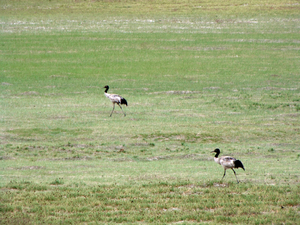 KRAANVOGELS ZIEN WE IN DE VERTE