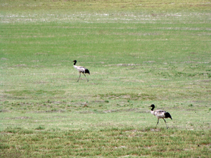 KRAANVOGELS ZIEN WE IN DE VERTE