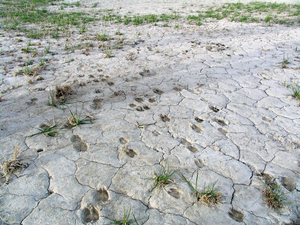 SPOREN IN DE OPGEDROOGDE ZAND- EN ZOUTBODEM