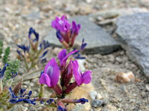ZELFS HEEL KLEURRIJKE BLOEMEN