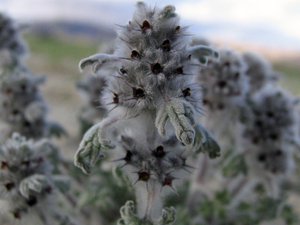 ZELFS DE HIMALAYA EDELWEISS VINDEN WE HIER