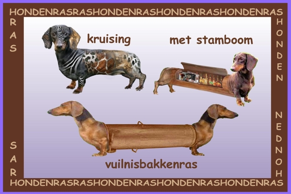 SPREEKWOORDEN, GEZEGDEN, WOORDSPELINGEN, HONDEN.KRUISING, MET STAMBOOM, VUILNISBAKKENRAS