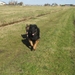 hartlopen met een ander hondje