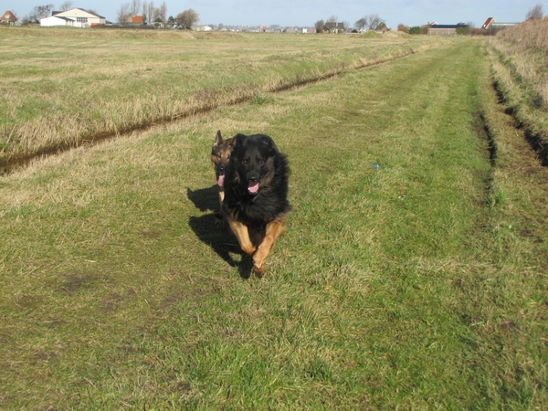 hartlopen met een ander hondje