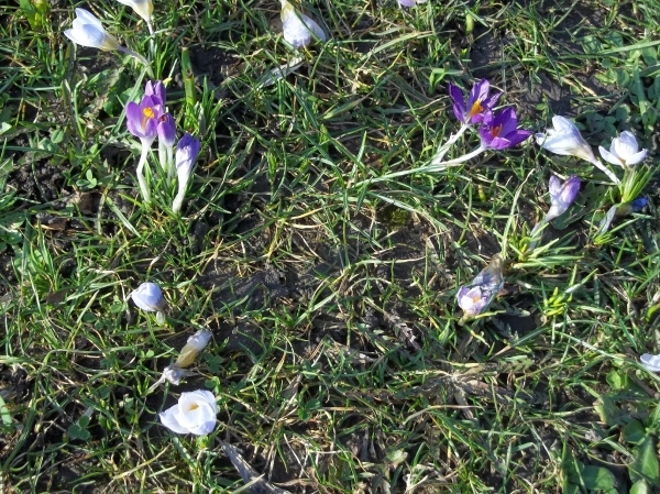 KROKUSJES, LENTE IN ZICHT ???