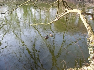 EENDJES OP HET WATER