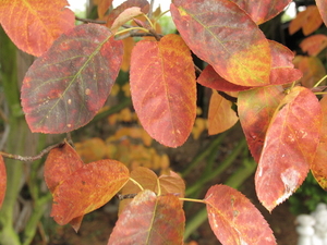 HERFSTBLADEREN KRENTENBOOM