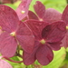 REEGNDRUPPELS OP DE HORTENSIA BLOEM