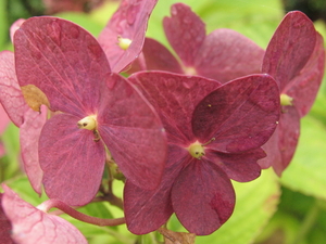 REEGNDRUPPELS OP DE HORTENSIA BLOEM