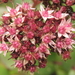 BLOEMPJES VAN DE SEDUM