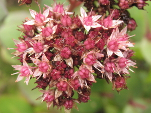 BLOEMPJES VAN DE SEDUM