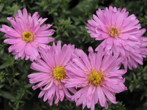 ASTERTJES IN DE HERFST