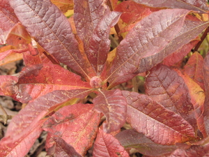 HERFSTTOOI VAN DE JAPANSE AZEALEA