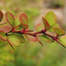 BERBERIS MET HERFSTKLEUREN