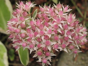 BLOEMSCHERM VAN DE HOGE SEDUMS