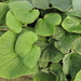 GEGROEFDE BRUNNERA BLADEREN