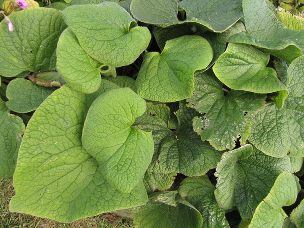 GEGROEFDE BRUNNERA BLADEREN