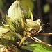 UITGEBLOEMDE KNOPPEN VAN DE HIBISCUS