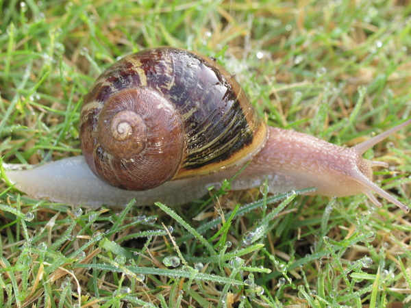 HUISJESSLAK IN HET NATTE GRAS